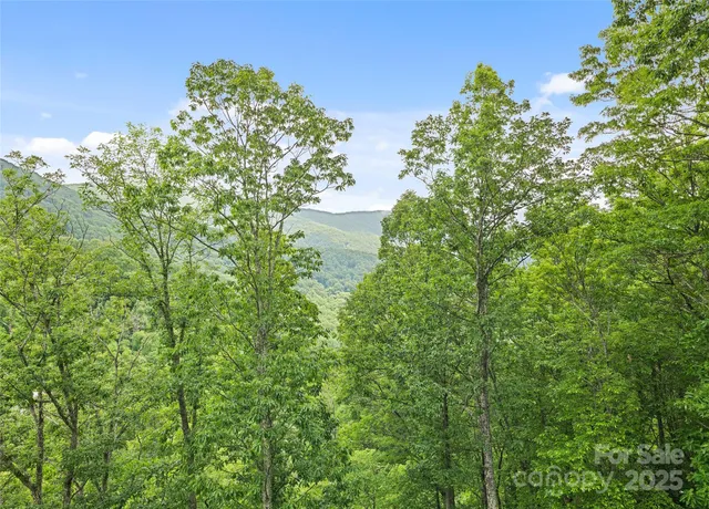 a close up of a tree