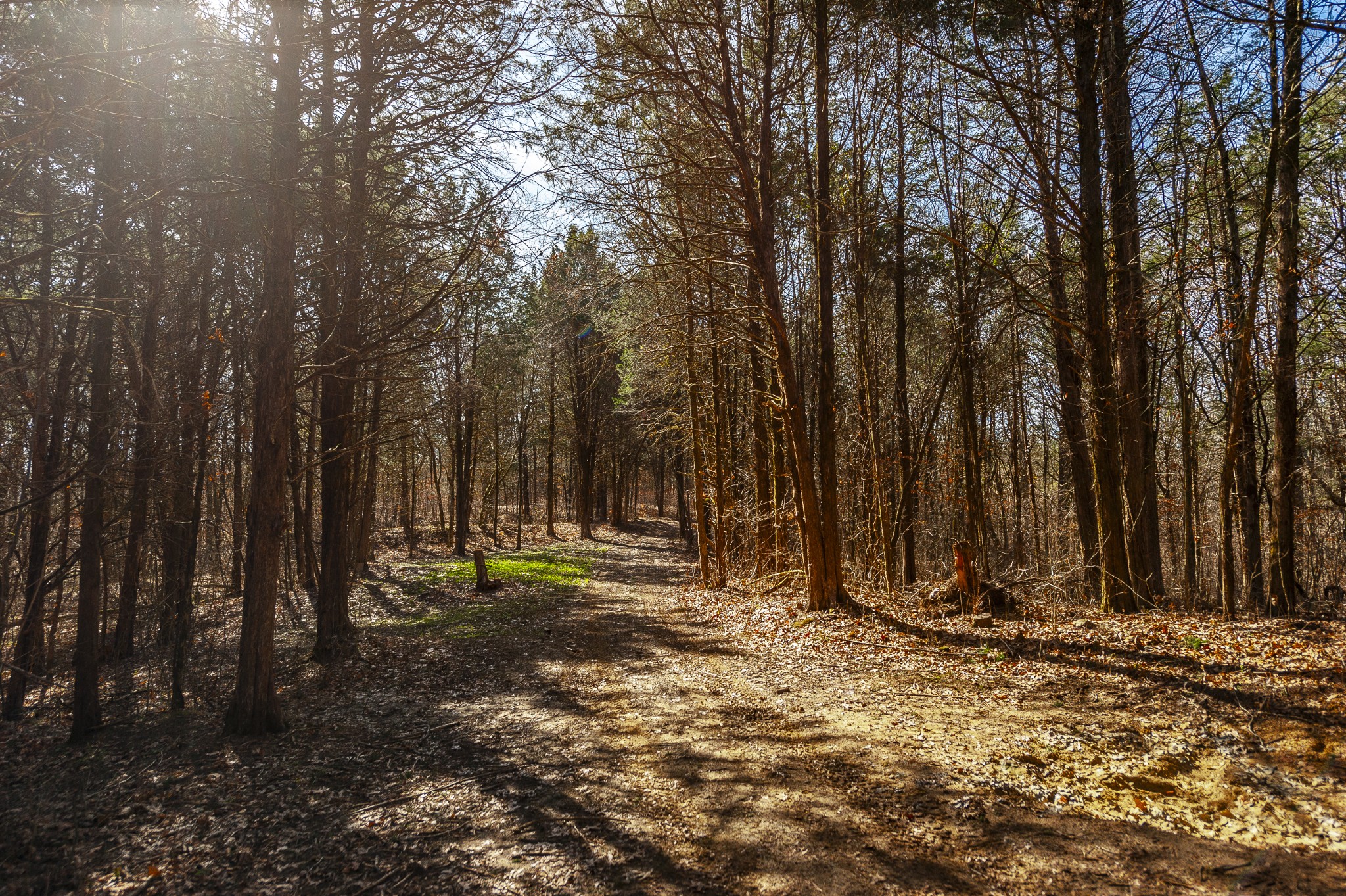 8870 Rocky Fork Road Smyrna, TN 37167 - Photo 13 of 14 a view of outdoor space with trees