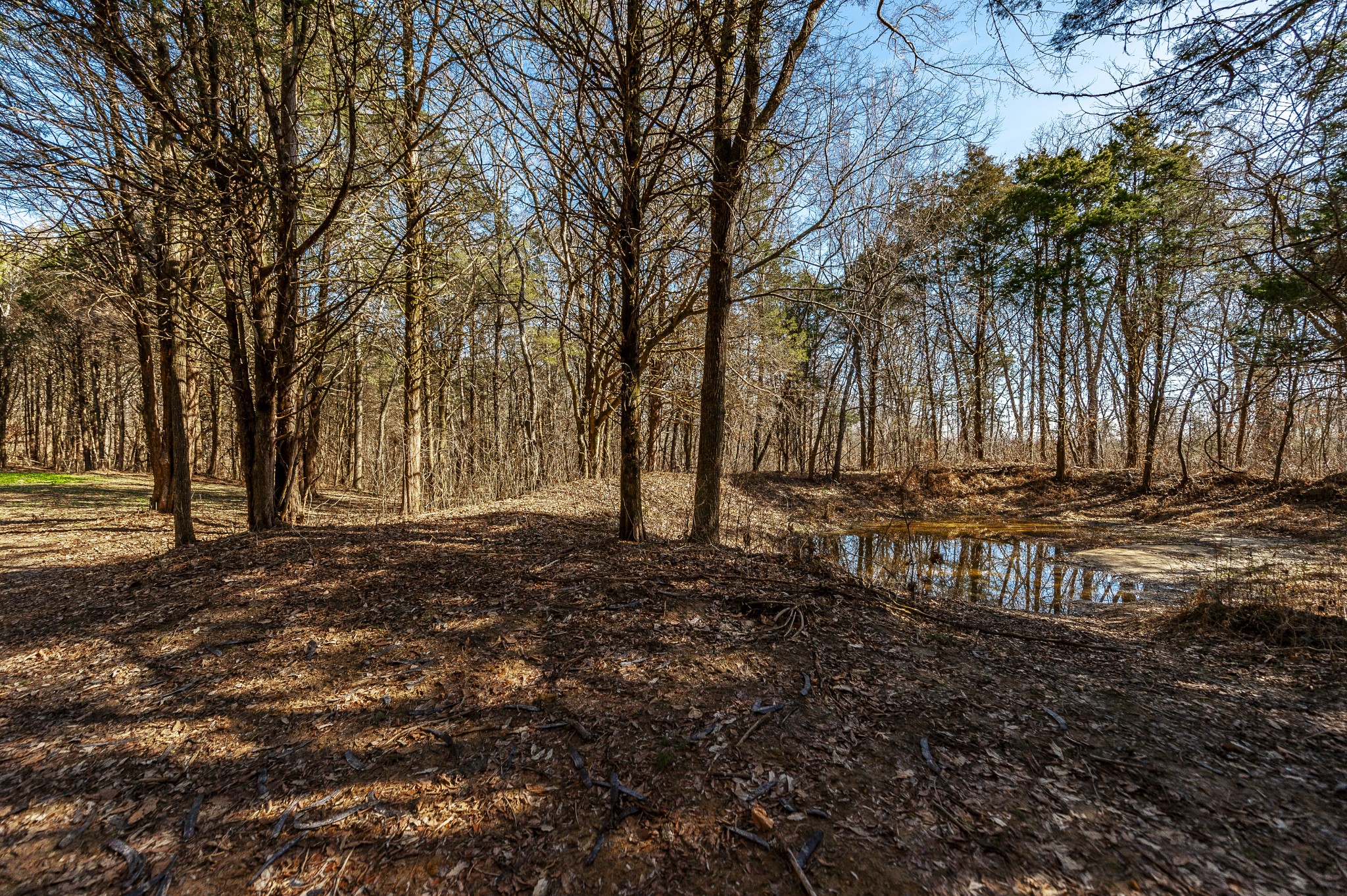 8870 Rocky Fork Road Smyrna, TN 37167 - Photo 9 of 14 a view of backyard with tree