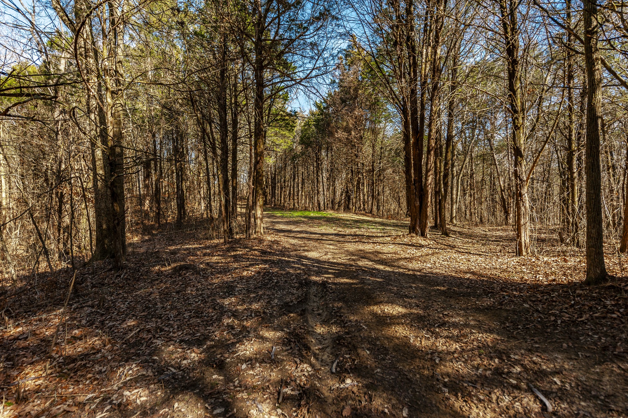 8870 Rocky Fork Road Smyrna, TN 37167 - Photo 10 of 14 a view of outdoor space with trees