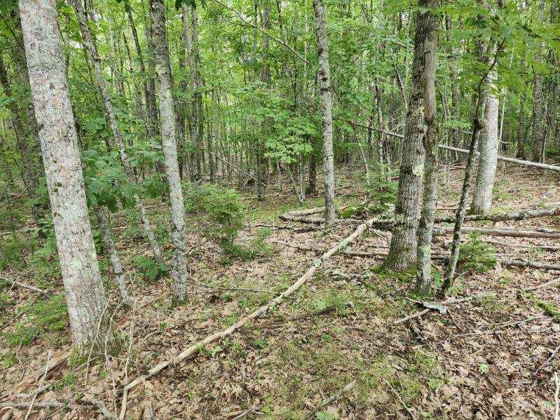 Lot 7-part West Neck Road Nobleboro, ME 04555 - Photo 4 of 6 image000000(73)