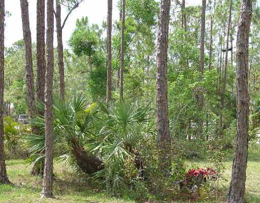 16521 Alexander Run Jupiter, FL 33478 - Photo 6 of 15 a view of a lush green forest