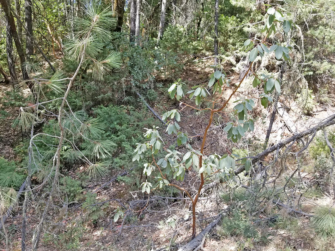 Highland Ranch Road Grants Pass, OR 97526 - Photo 1 of 1 Pic from Highland Ranch Rd