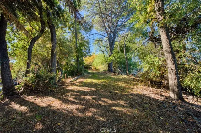 a view of a yard with plants and trees