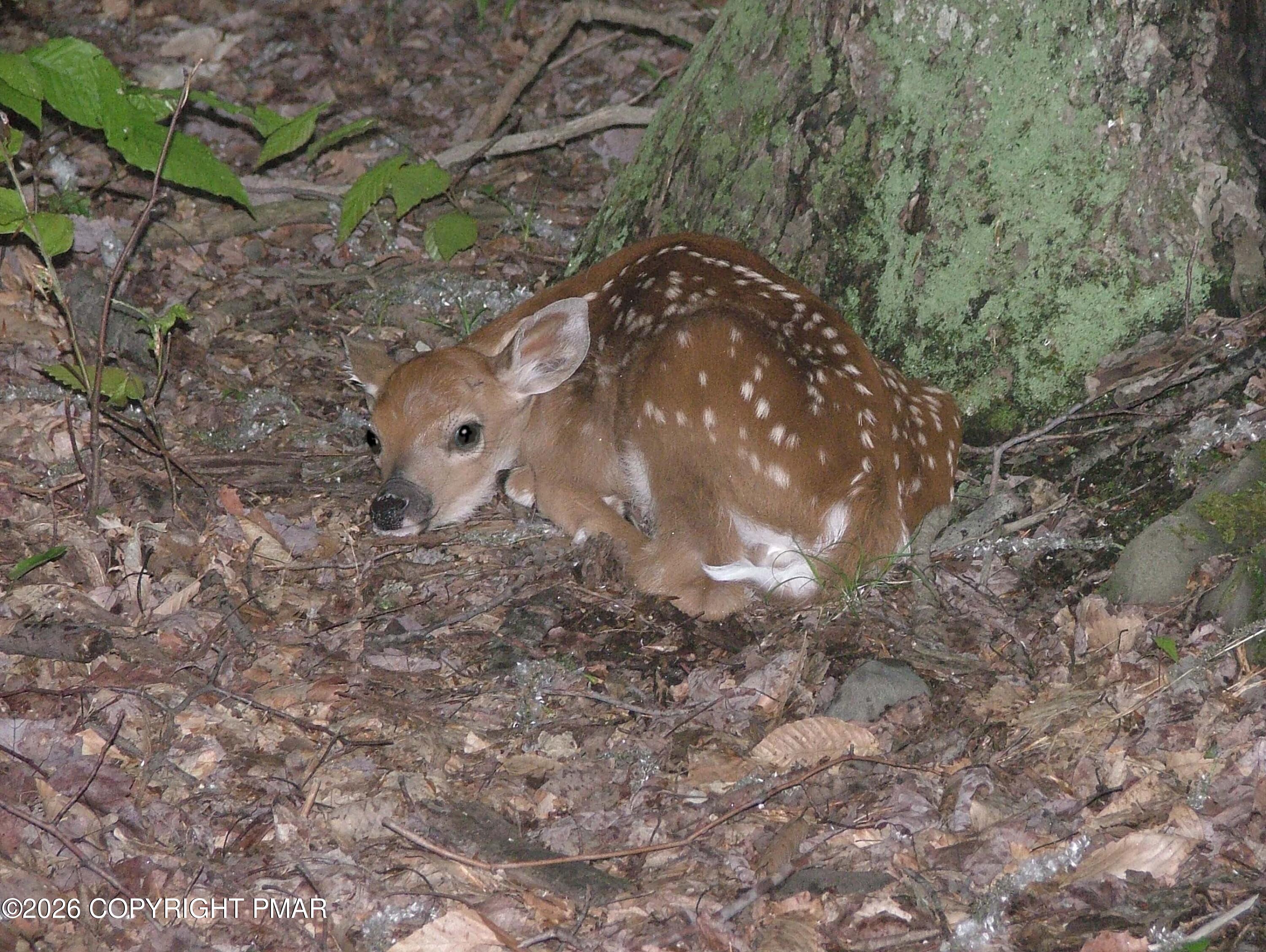 106 Ridge Road Pocono Lake, PA 18347 - Photo 2 of 8 2011 May 23 017 Fawn pic twoEMAIL