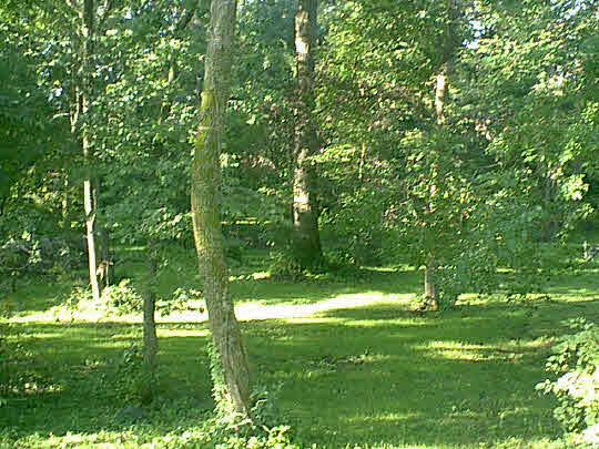 1290 Lake Summerset Road Lake Summerset, IL 61019 - Photo 7 of 8 a view of a trees in a yard