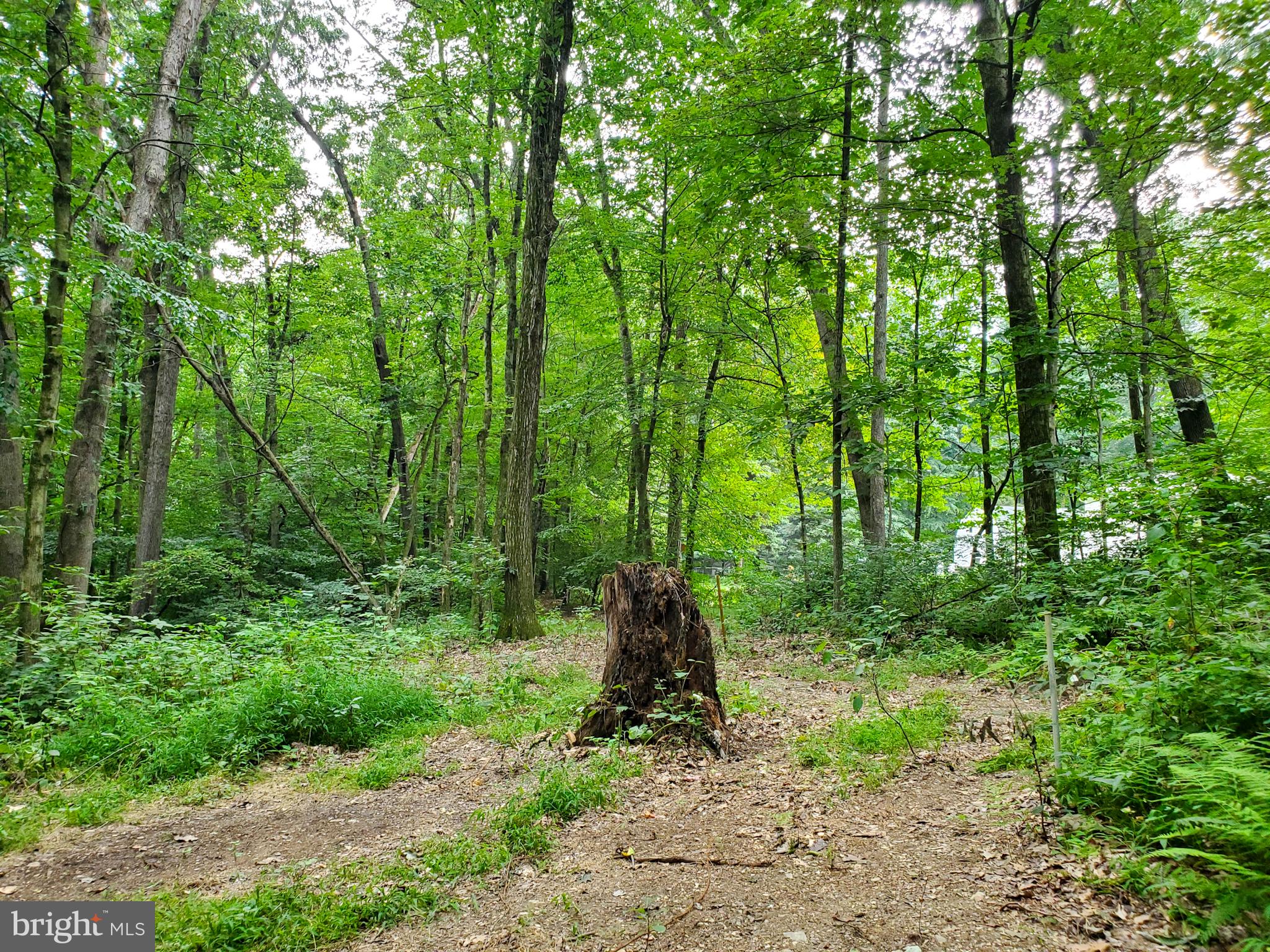0 Acorn Lane Lititz, PA 17543 - Photo 7 of 11 Stump & silver stake at northwest property corner