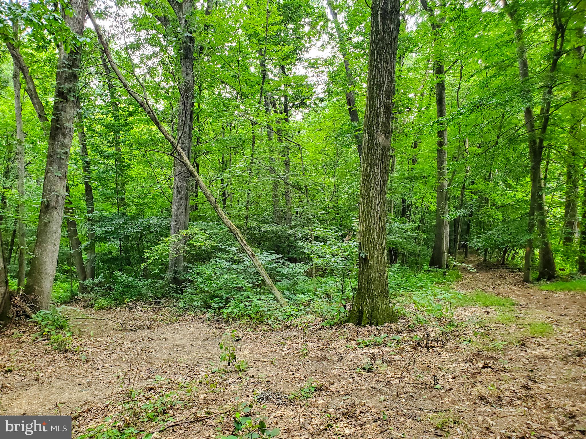 0 Acorn Lane Lititz, PA 17543 - Photo 8 of 11 Path along property