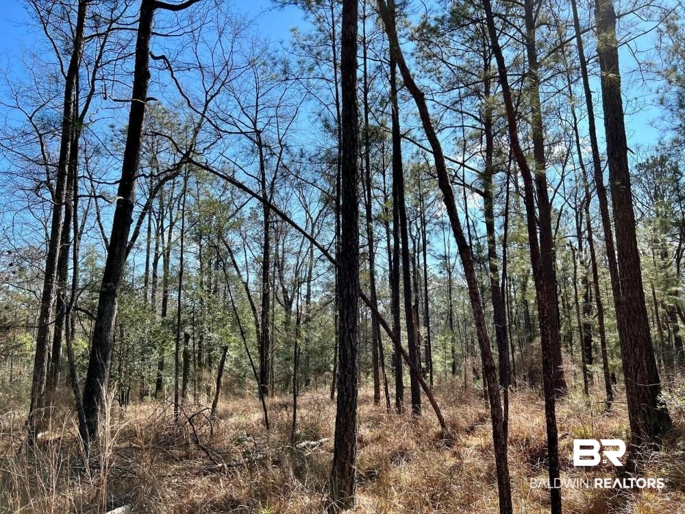 0 Country Road Deer Park, AL 36529 - Photo 15 of 46