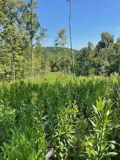 2220 Ruritan Road Harriman, TN 37748 - Photo 16 of 17 IMG_1468