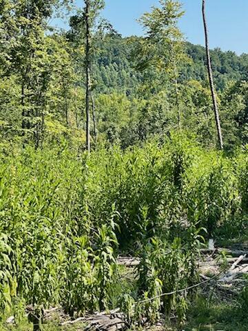 2220 Ruritan Road Harriman, TN 37748 - Photo 17 of 17 IMG_1467