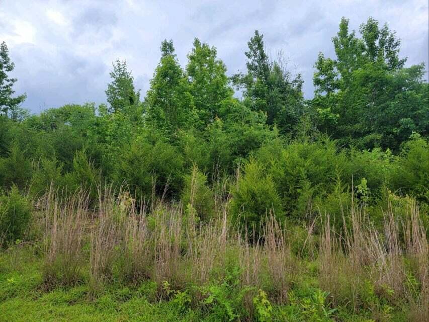 2220 Ruritan Road Harriman, TN 37748 - Photo 5 of 17 4