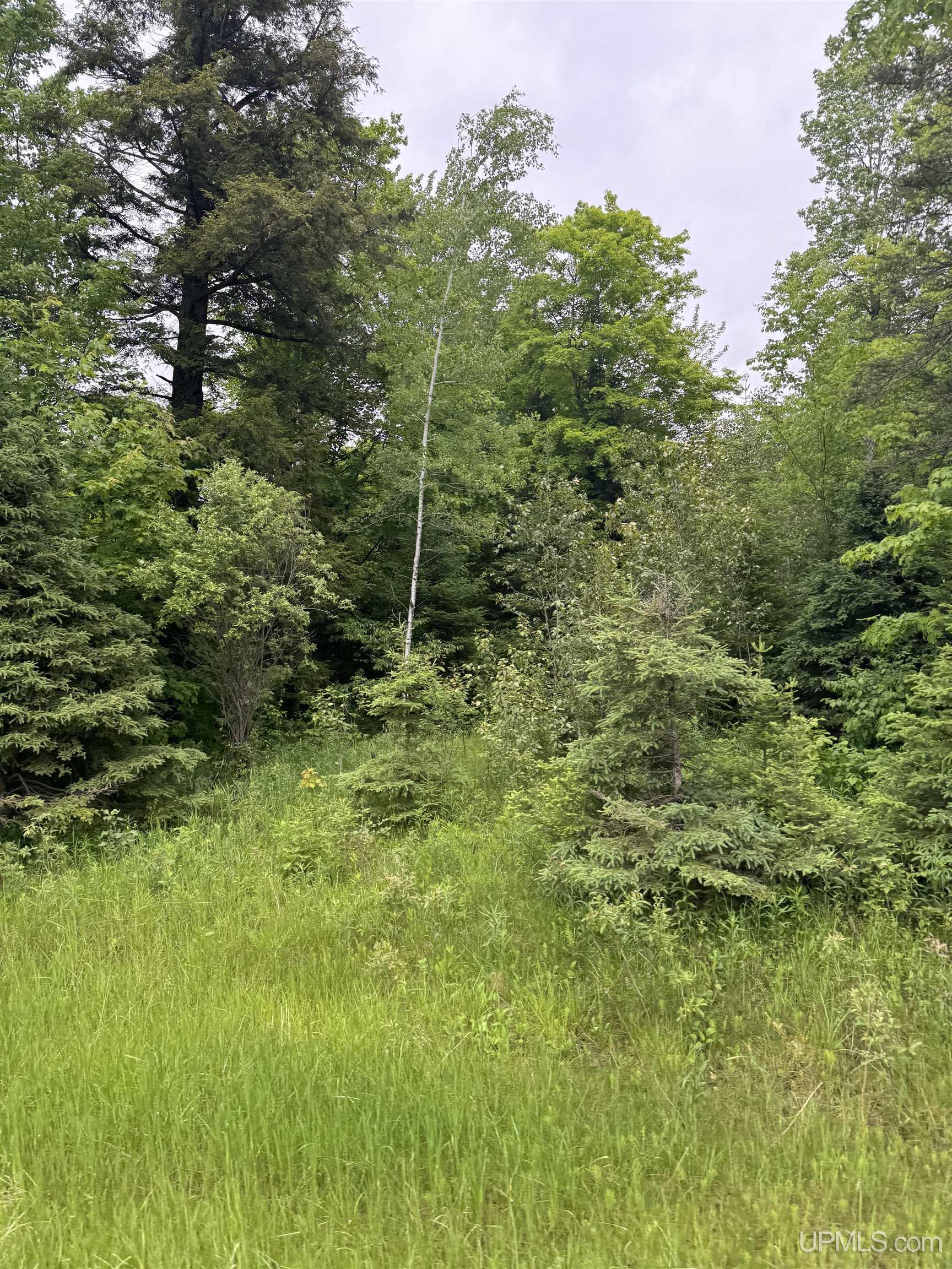 M67 Rd Trenary Mi 49816 Road Chatham, MI 49816 - Photo 10 of 12