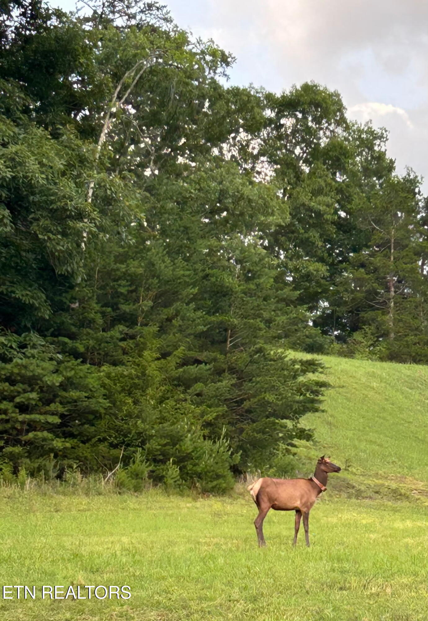 634 Old Cedar Creek Road Townsend, TN 37882 - Photo 23 of 40 1000067503
