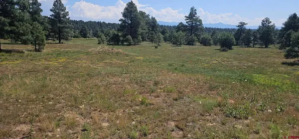 a view of field with trees in background