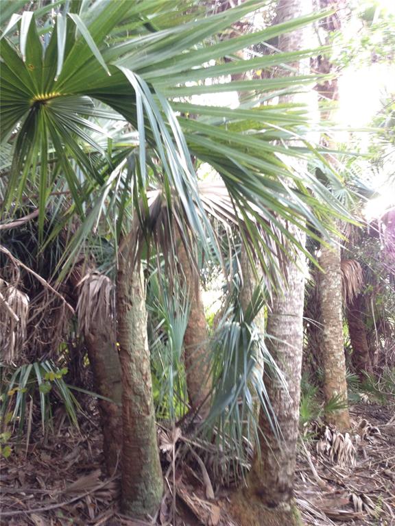 50670 Bermont Road Punta Gorda, FL 33982 - Photo 15 of 17 a view of banana tree
