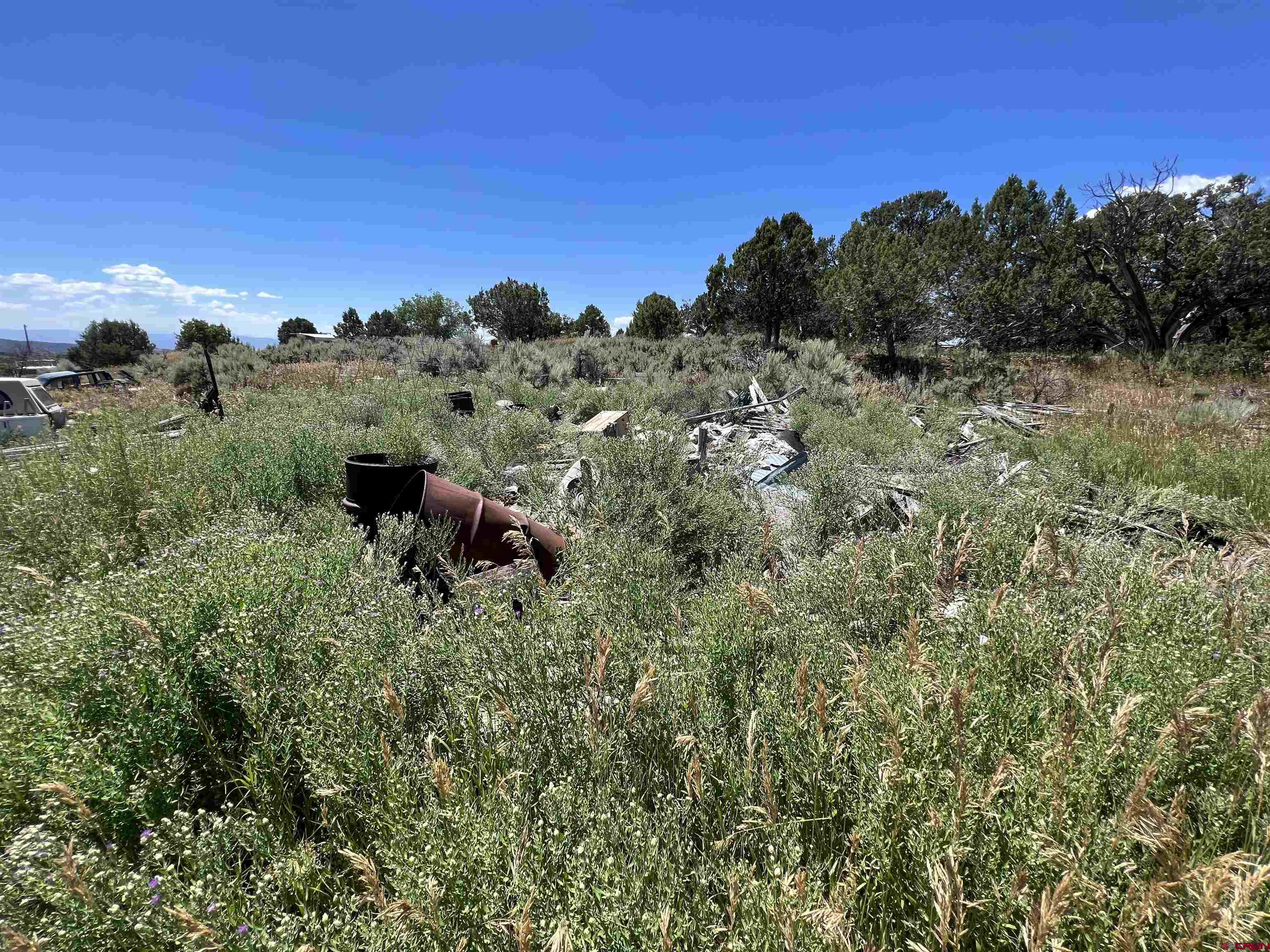 20567 Highway 65 Cedaredge, CO 81413 - Photo 2 of 8 a view of a dry yard with trees