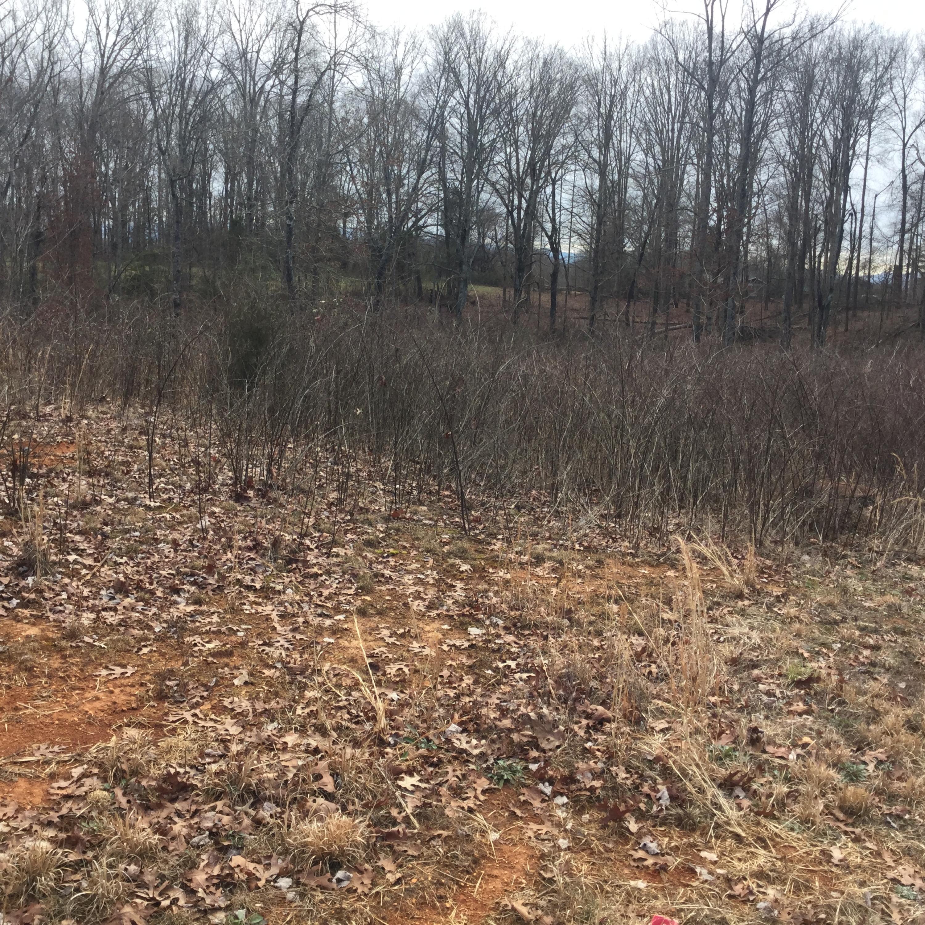1067 Houston Springs Road Greenback, TN 37742 - Photo 1 of 8 Wyndsong