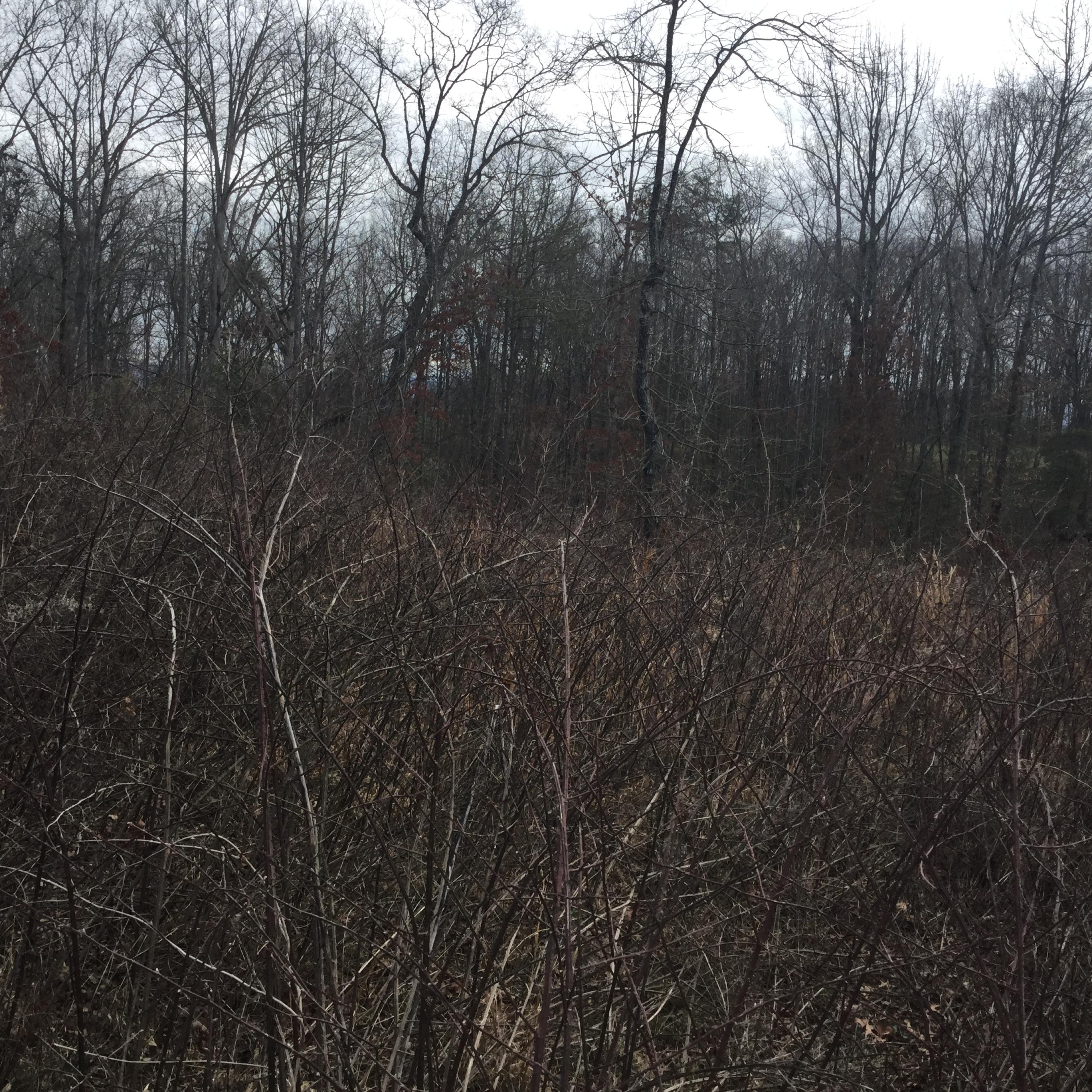 1067 Houston Springs Road Greenback, TN 37742 - Photo 3 of 8 Build your new home