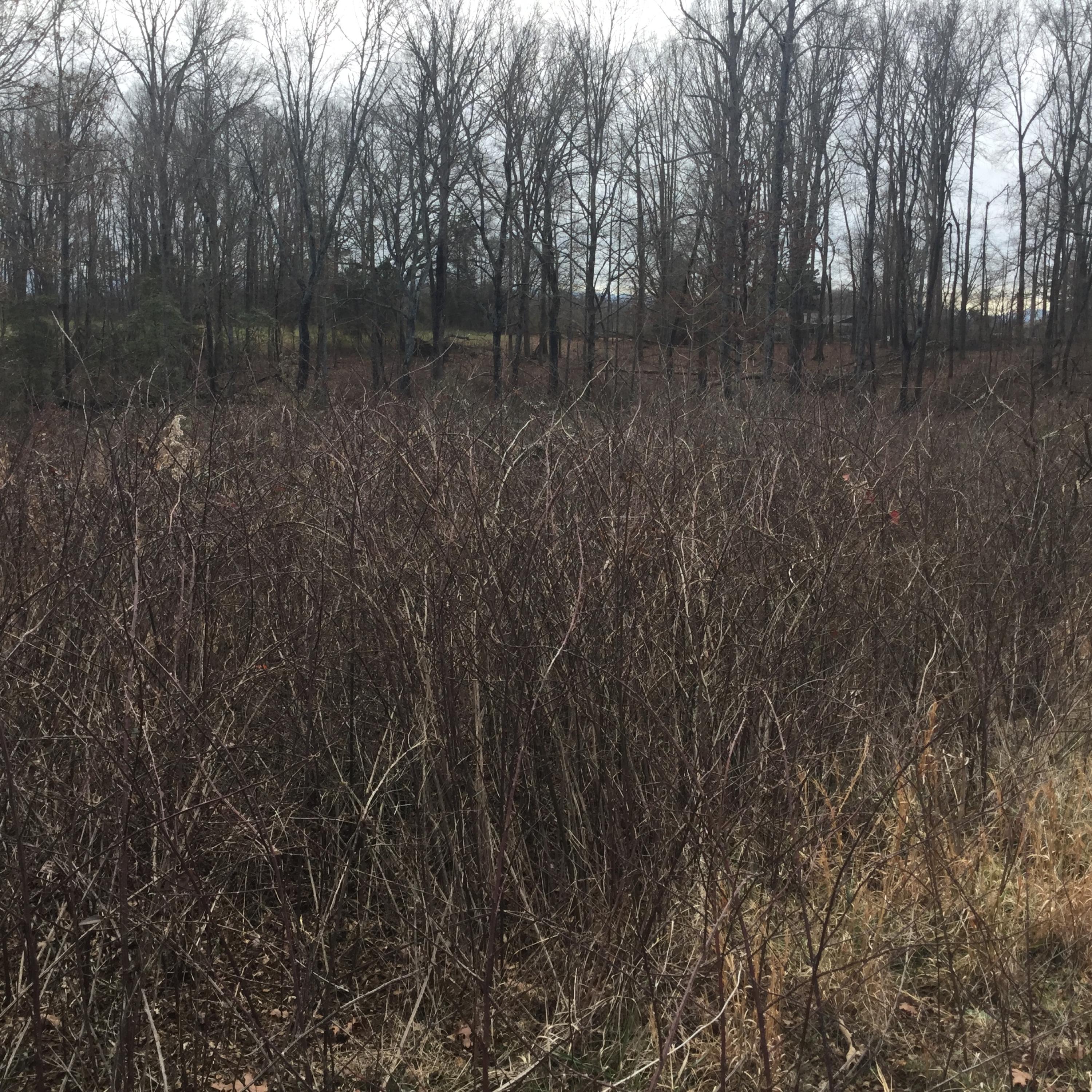 1067 Houston Springs Road Greenback, TN 37742 - Photo 4 of 8 Large Lot