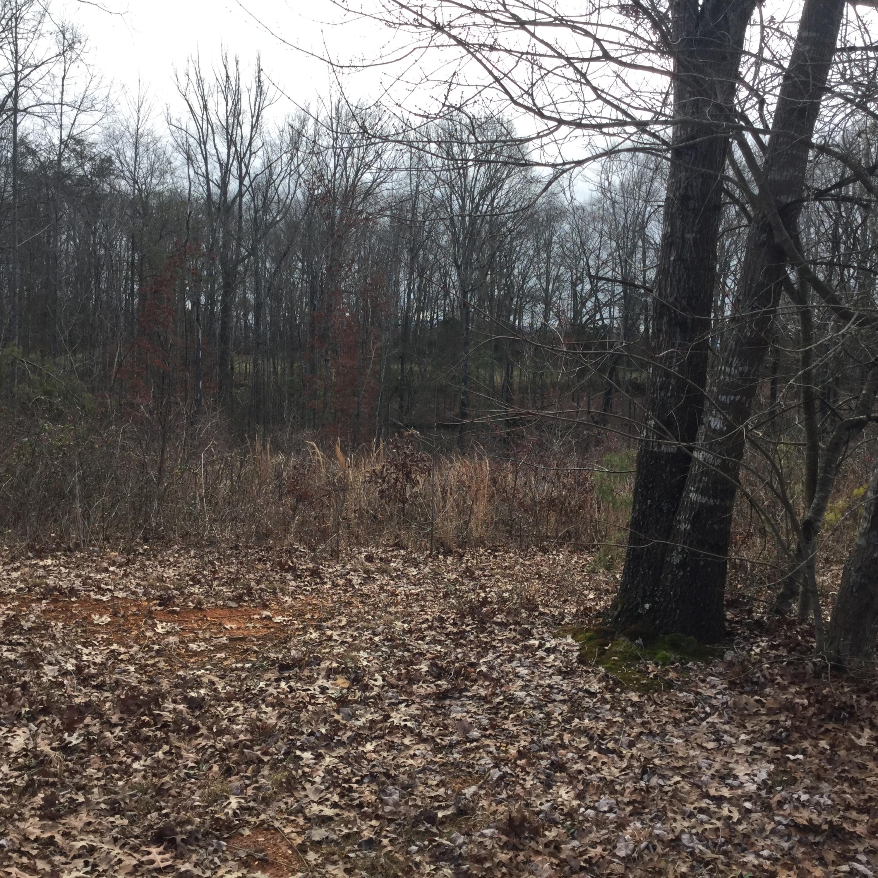 1067 Houston Springs Road Greenback, TN 37742 - Photo 6 of 8 Peaceful