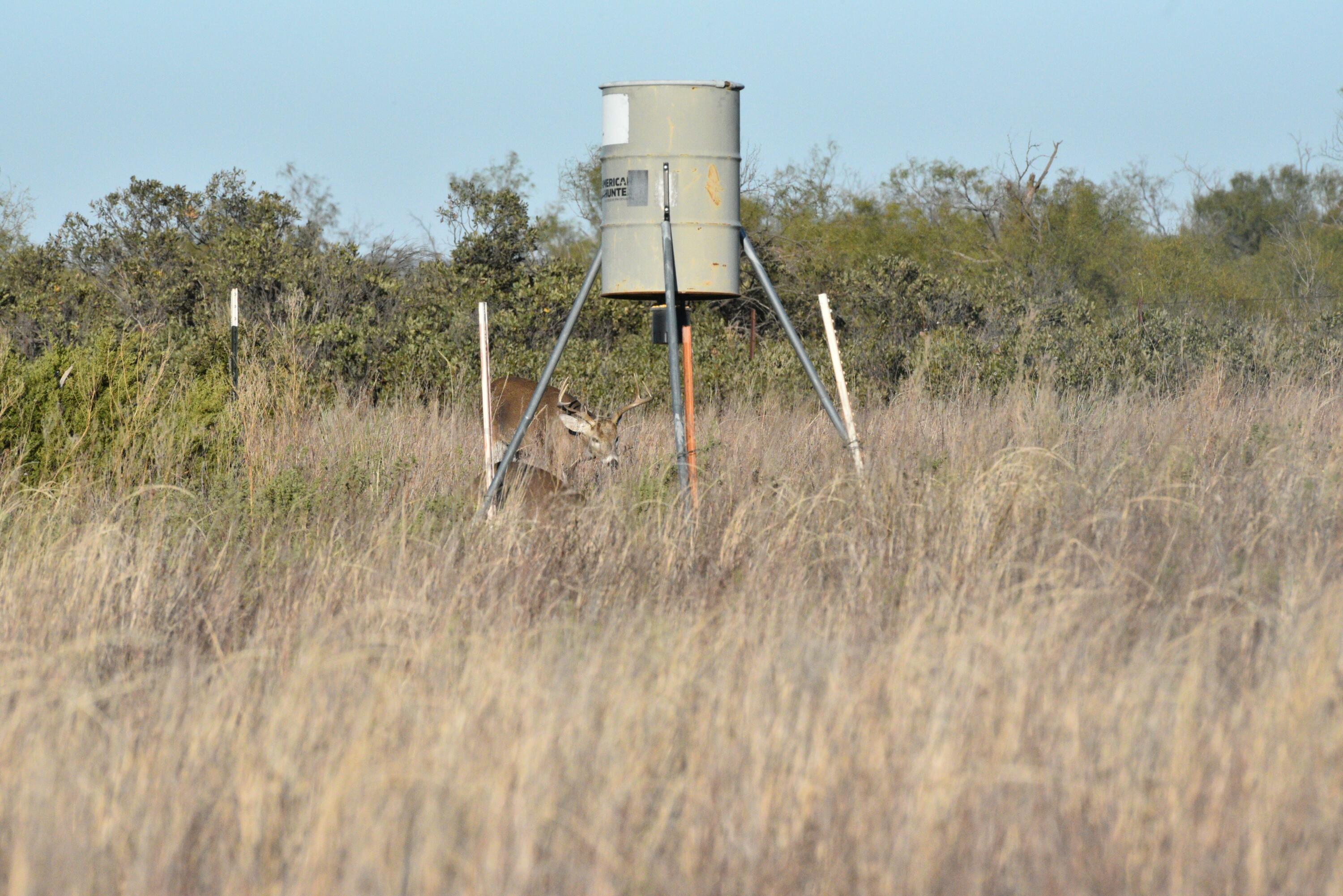 70 Sh Turkey, TX 79261 - Photo 11 of 31 a picture of trees