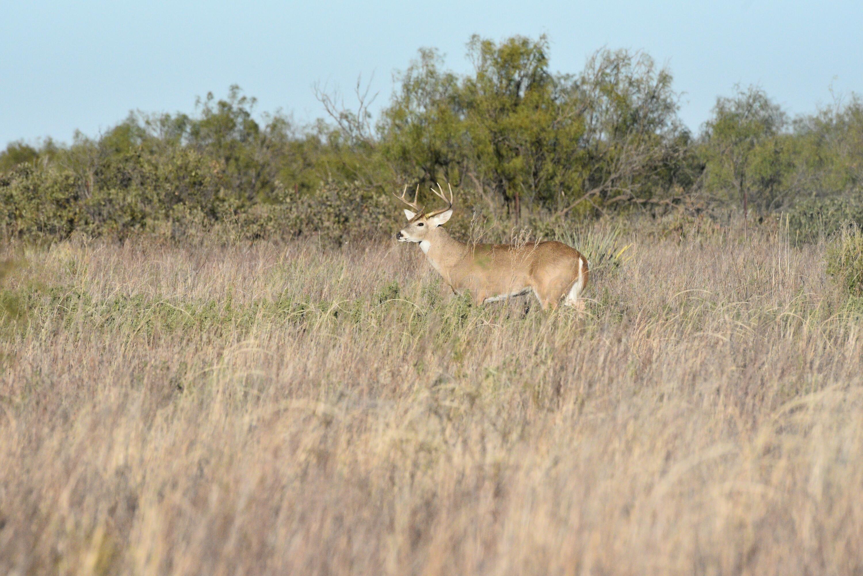 70 Sh Turkey, TX 79261 - Photo 12 of 31
