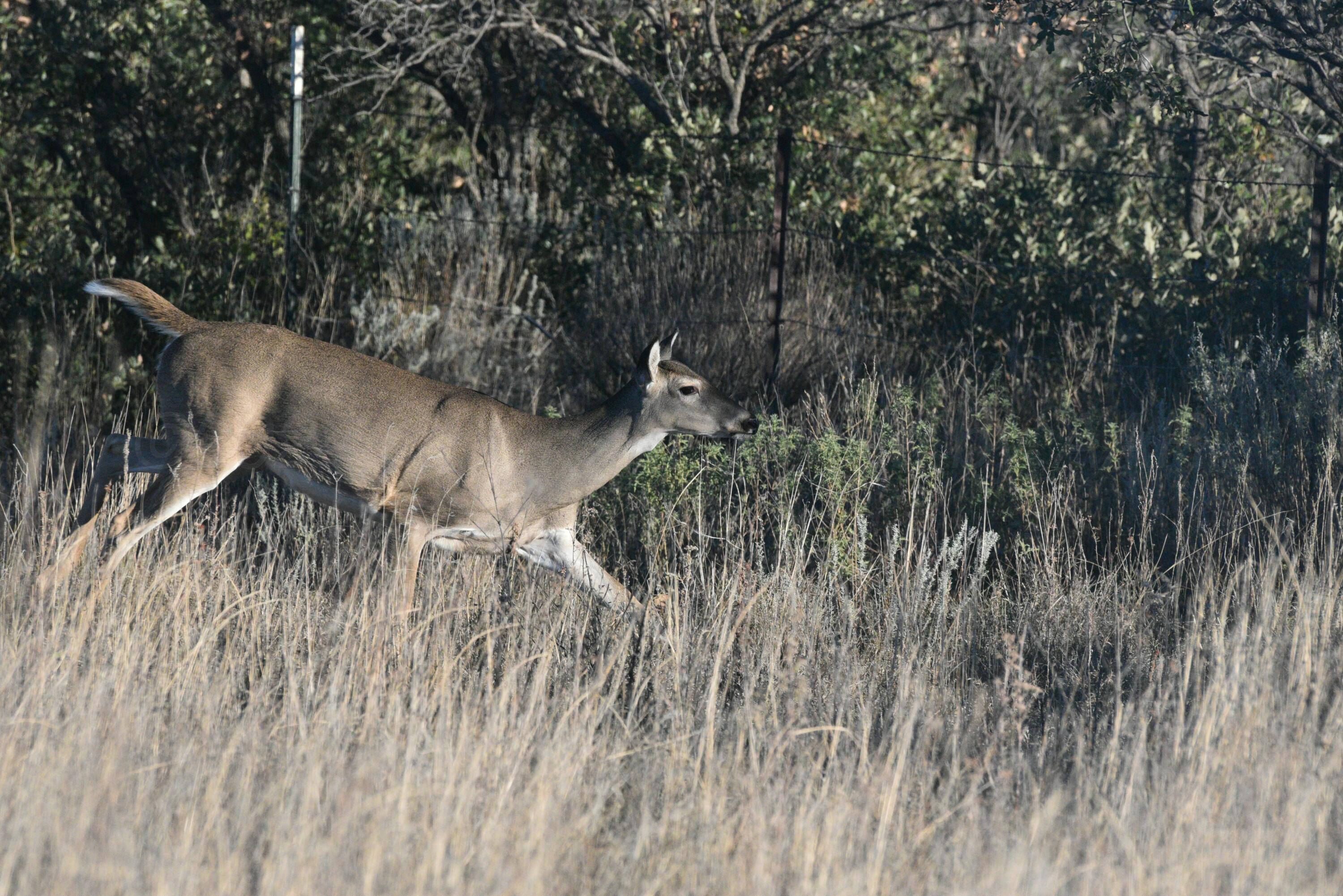 70 Sh Turkey, TX 79261 - Photo 13 of 31 a view of a yard