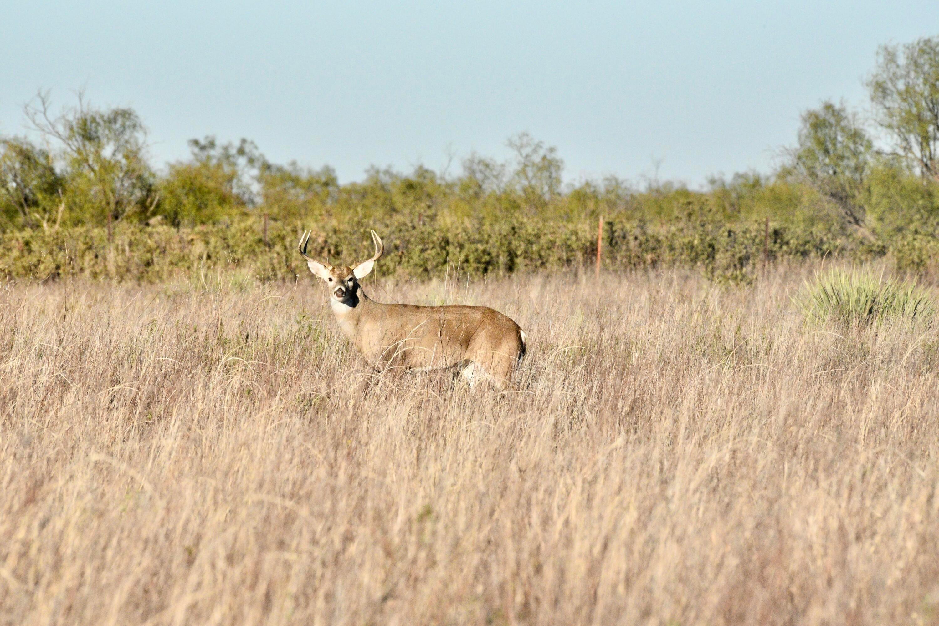 70 Sh Turkey, TX 79261 - Photo 14 of 31 a view of lake