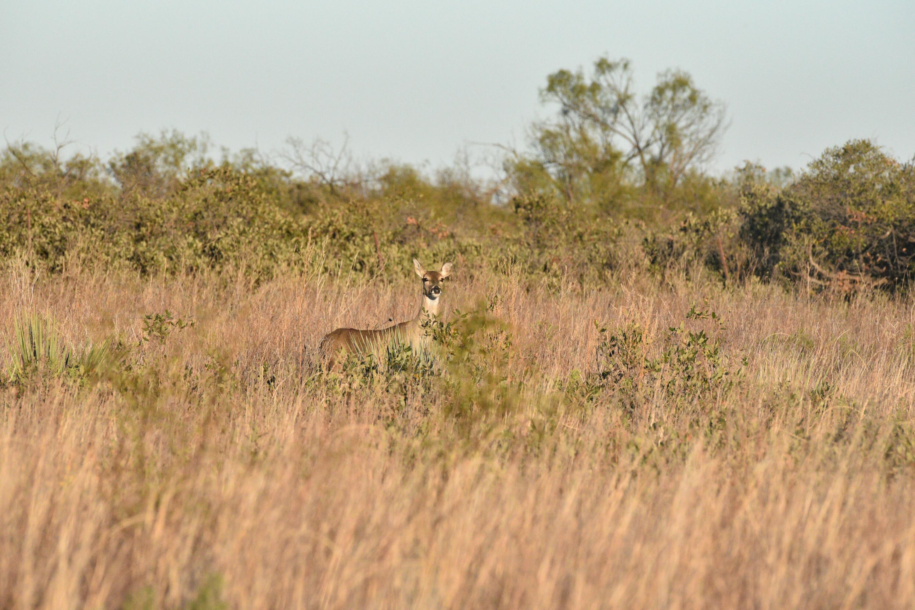 70 Sh Turkey, TX 79261 - Photo 17 of 31 a view of lake with green space
