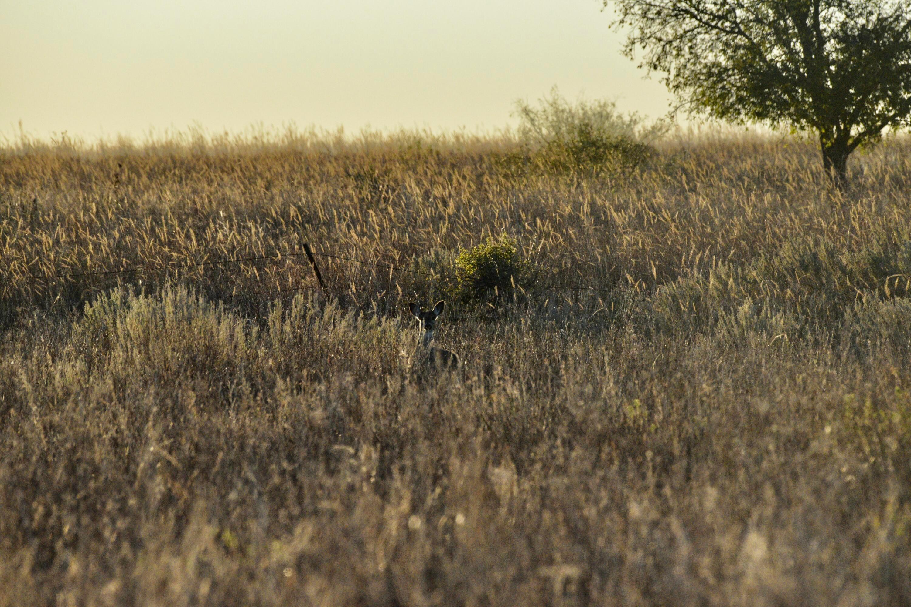 70 Sh Turkey, TX 79261 - Photo 19 of 31