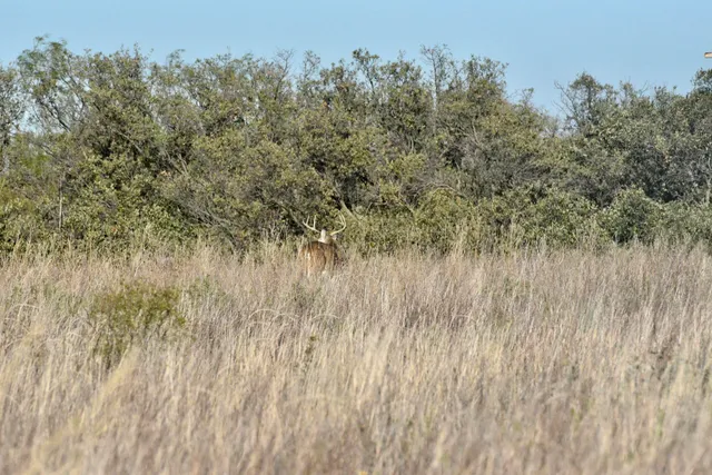 a view of a lush green field