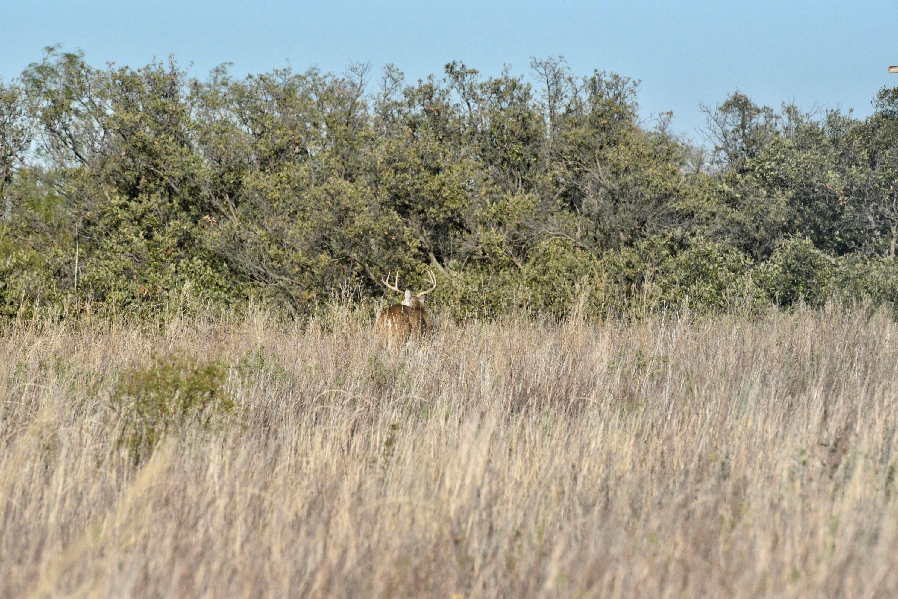 70 Sh Turkey, TX 79261 - Photo 7 of 31 a view of a lush green field