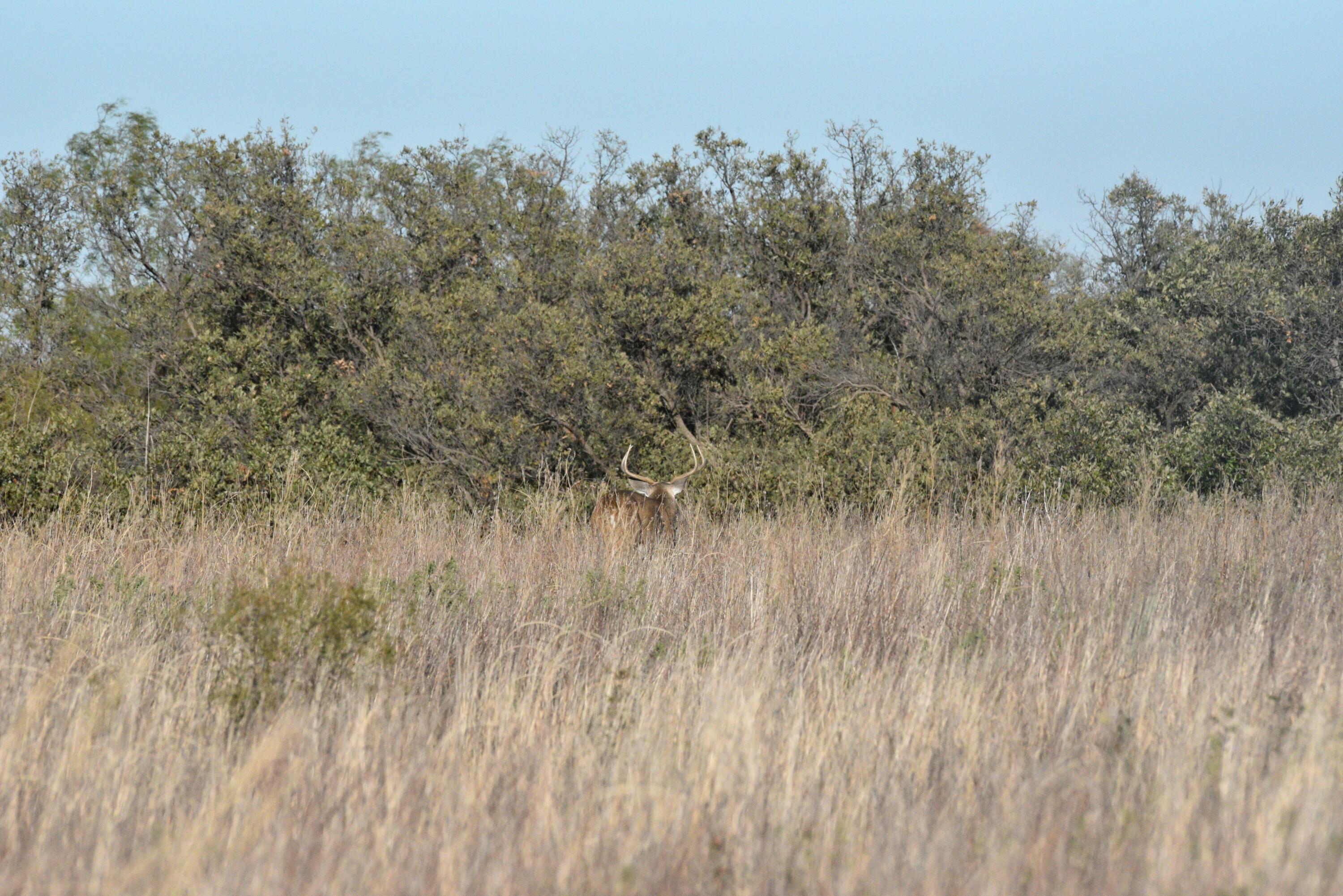 70 Sh Turkey, TX 79261 - Photo 8 of 31 a view of a lush green field