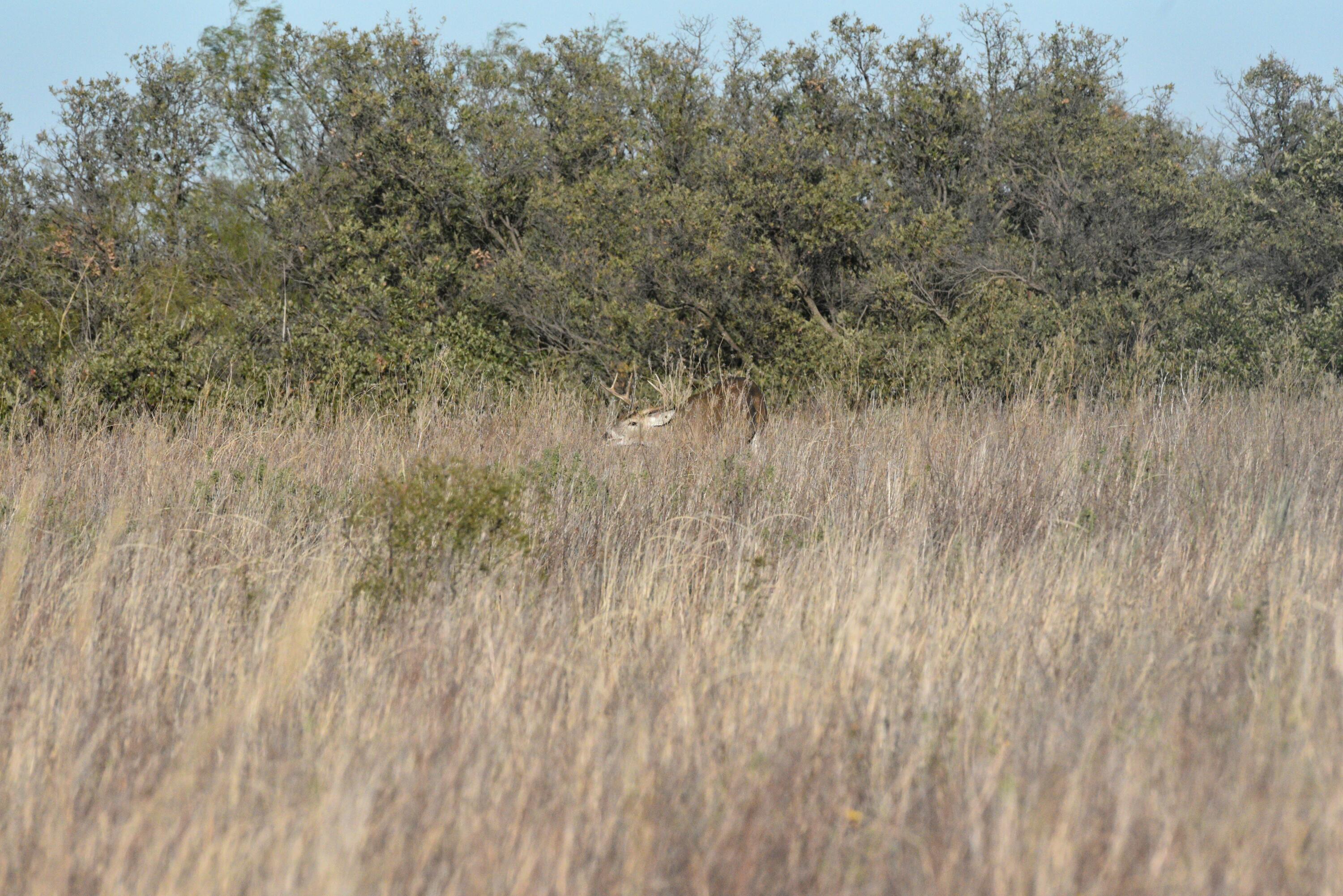 70 Sh Turkey, TX 79261 - Photo 10 of 31 a view of a lush green field