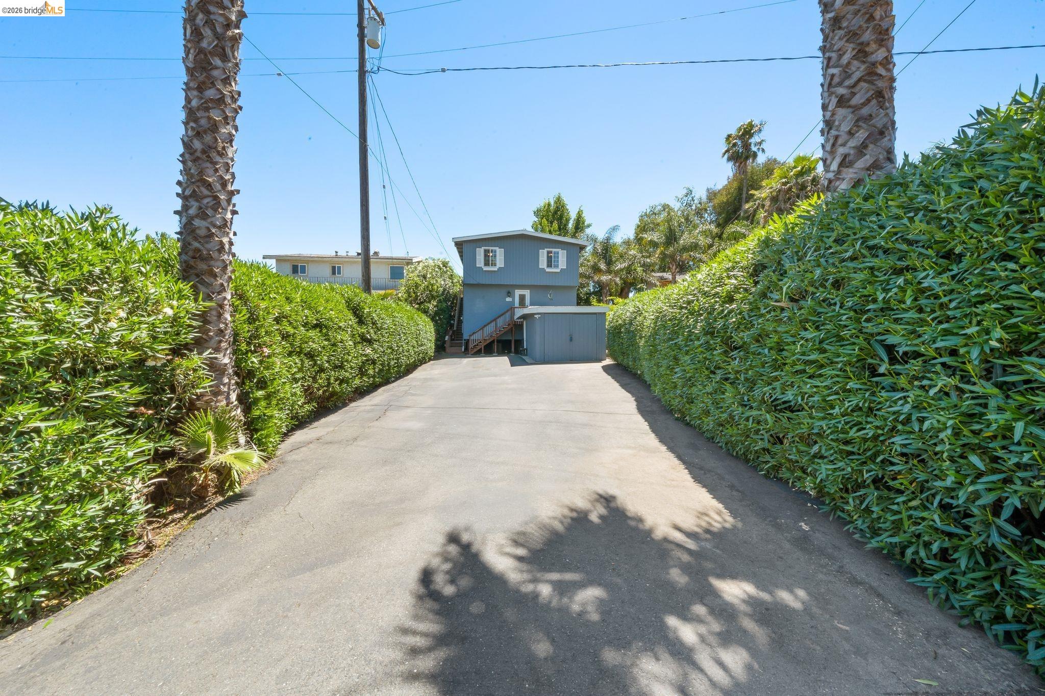 1704 Taylor Road Bethel Island, CA 94511 - Photo 4 of 73 Long asphalt driveway flanked by tall, manicured hedges and mature palm trees