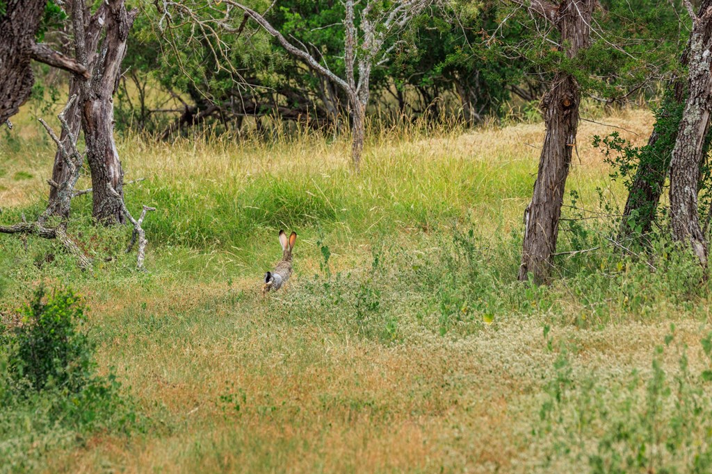 1556 Pfiester Road Fredericksburg, TX 78624 - Photo 60 of 61