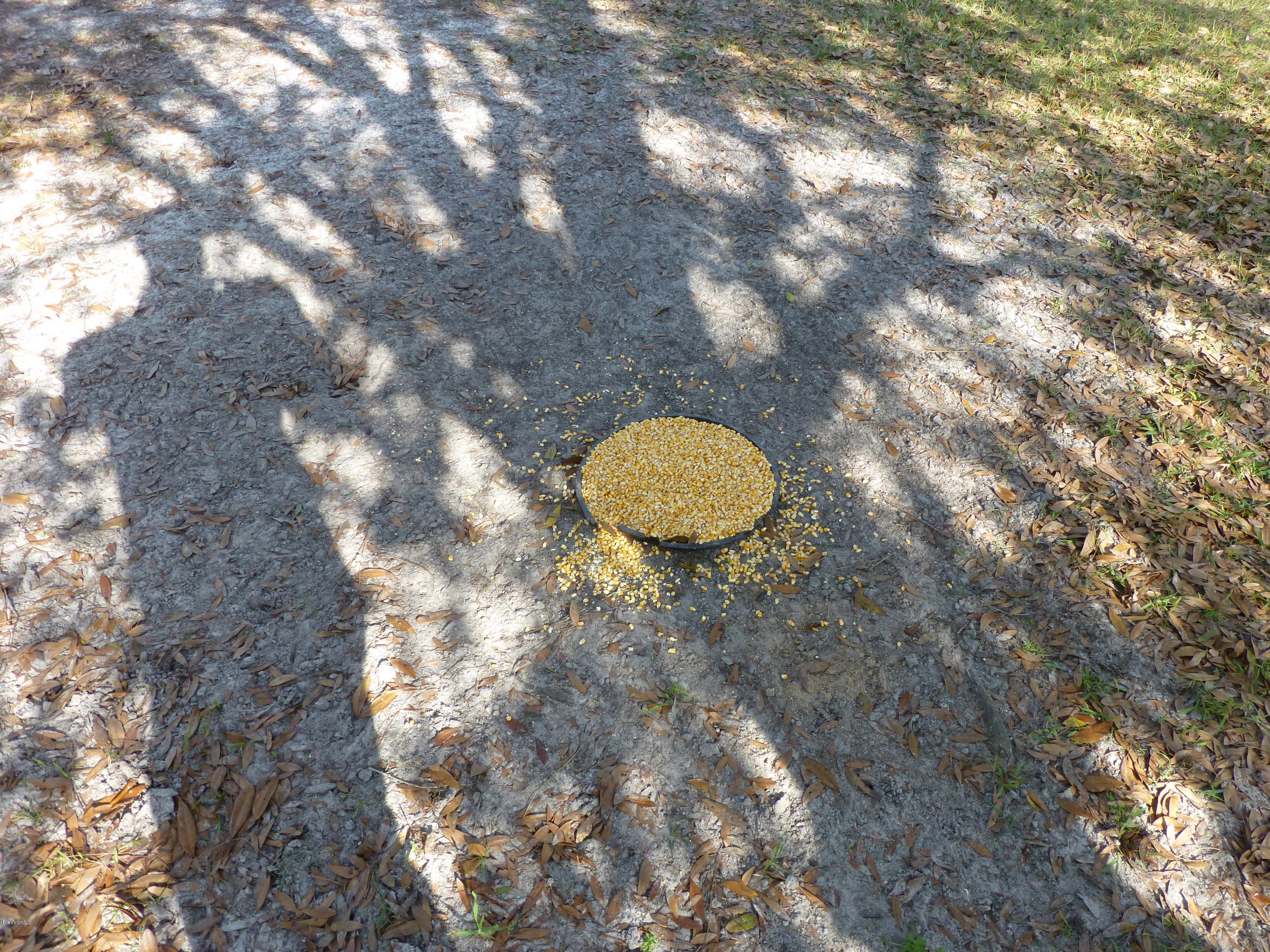 1000 Gopher Slough Road Mims, FL 32754 - Photo 31 of 66 P1010339