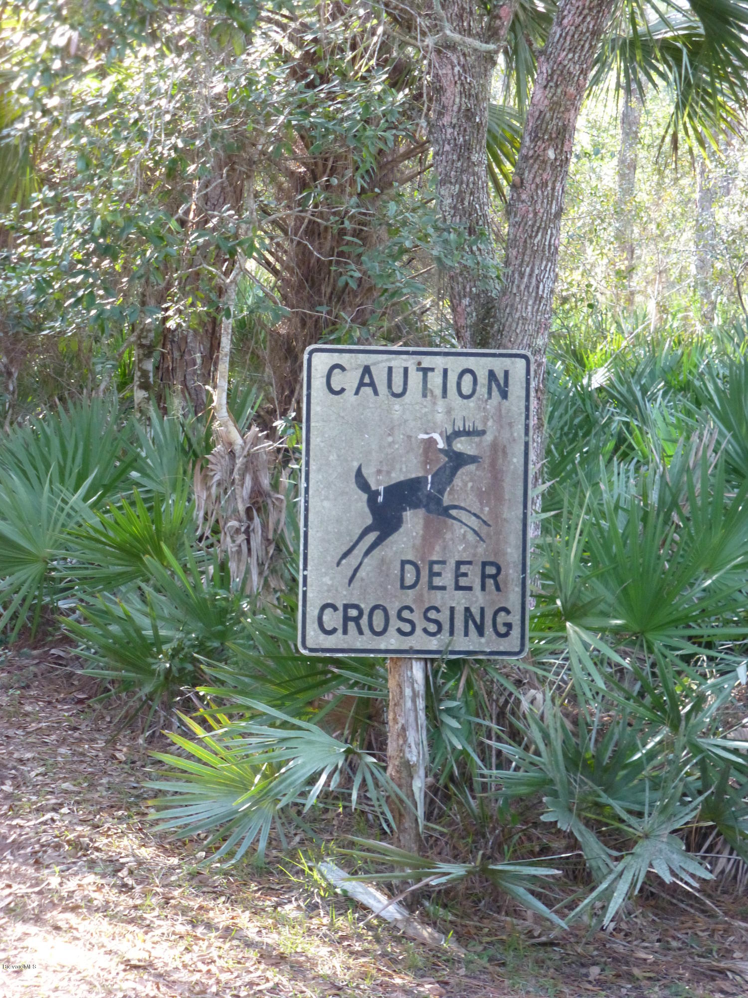 1000 Gopher Slough Road Mims, FL 32754 - Photo 47 of 66 P1010375