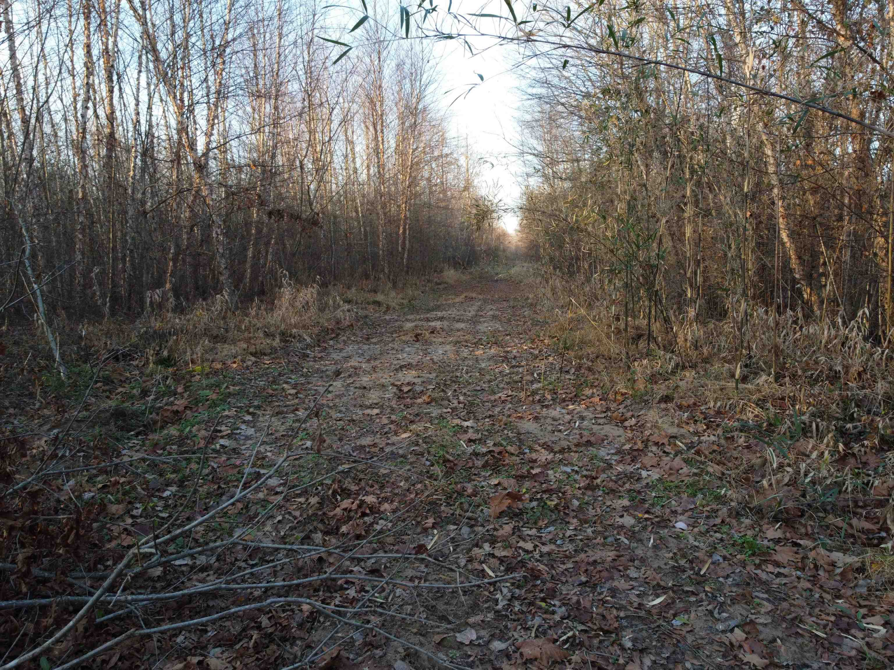 0 Perry Switch Road Jackson, TN 38301 - Photo 3 of 10 Photo 3