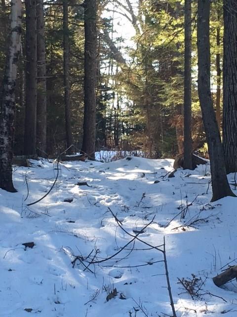 57 Ames Point Road North Haven, ME 04853 - Photo 7 of 9 Wooded lot, early Winter