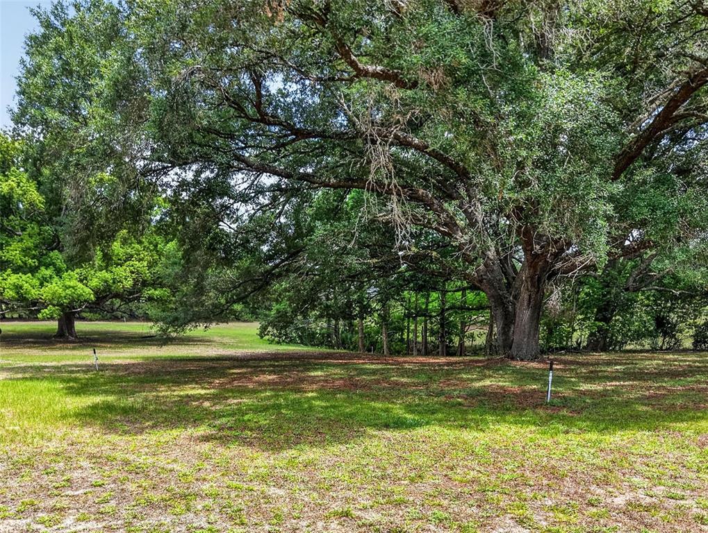 40635 Thomas Boat Landing Road Umatilla, FL 32784 - Photo 11 of 44
