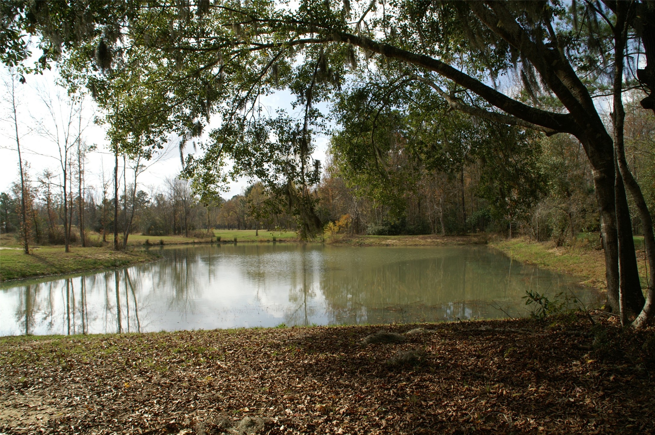 a view of a lake in between two trees