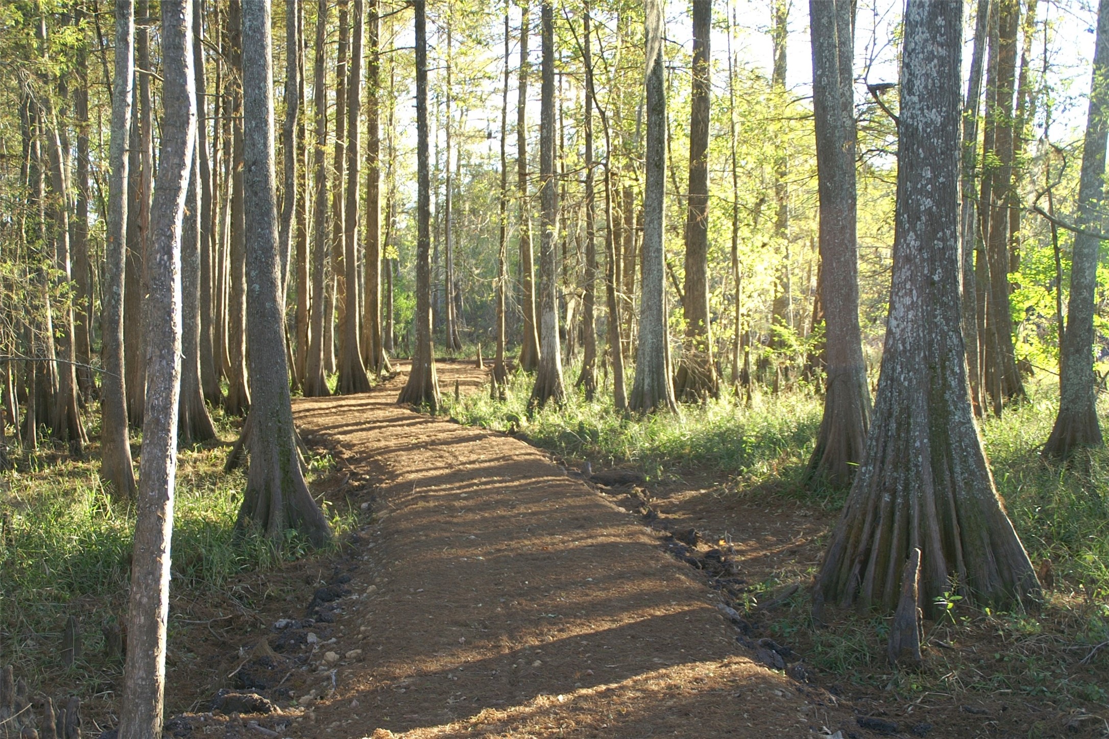 13 Robin Hood Cleveland, TX 77327 - Photo 14 of 24 a view of backyard with green space