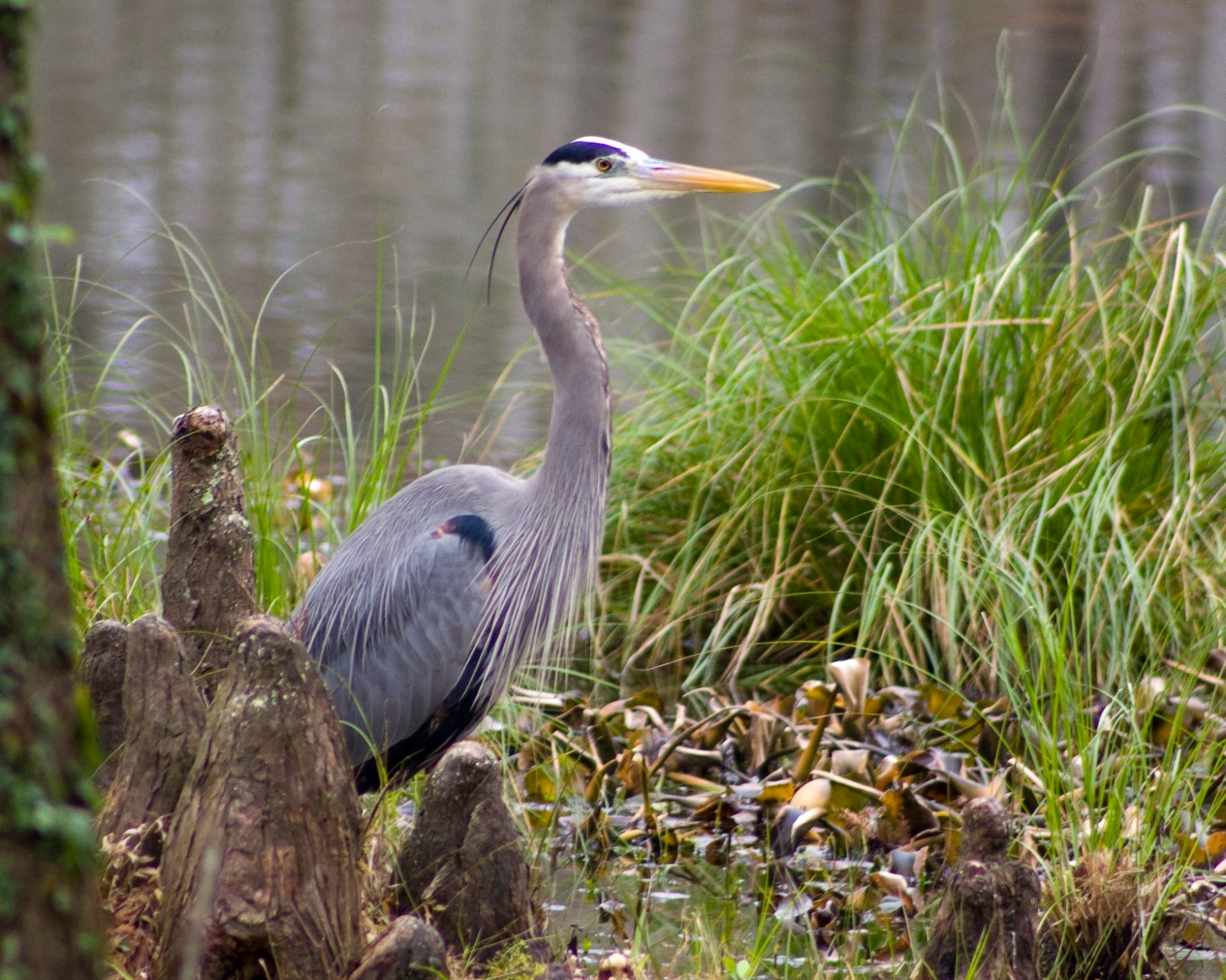 13 Robin Hood Cleveland, TX 77327 - Photo 17 of 24 a vase of flowers sitting on a table
