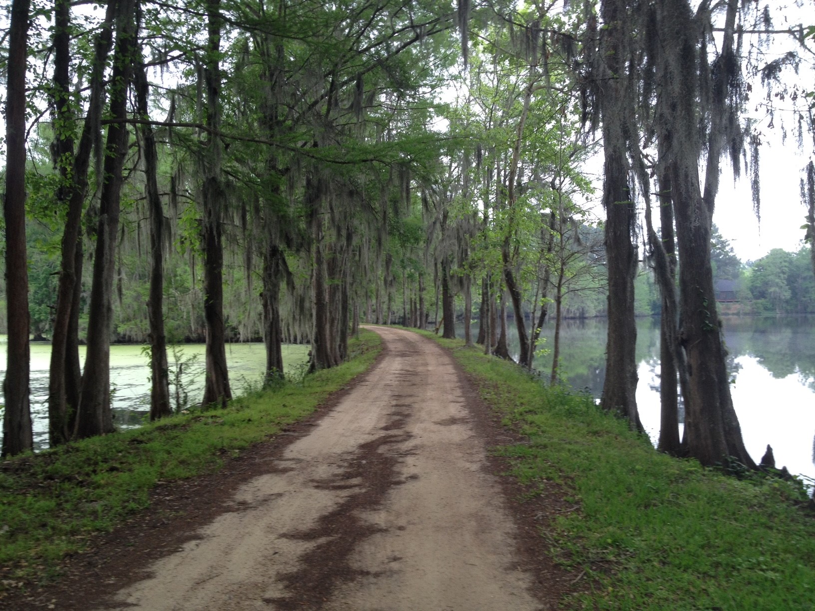 13 Robin Hood Cleveland, TX 77327 - Photo 4 of 24 a view of road and trees