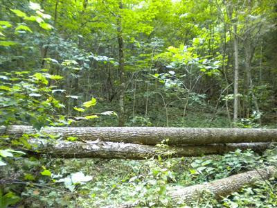 378 Old Gauley Road Livingston, KY 40445 - Photo 40 of 44 Photo 40