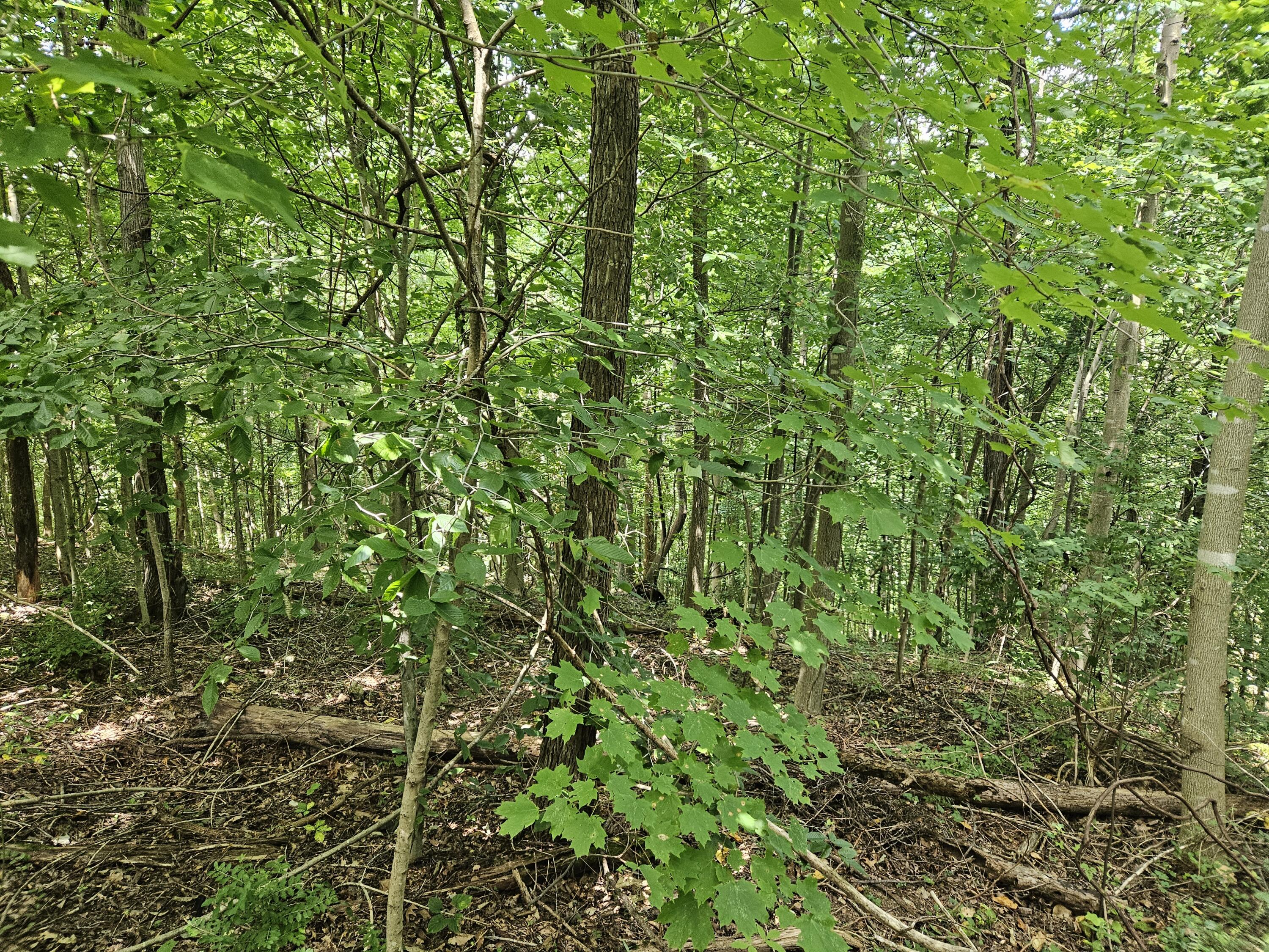 1775 Dry Ridge Road Liberty, KY 42539 - Photo 75 of 83 20250726_132534