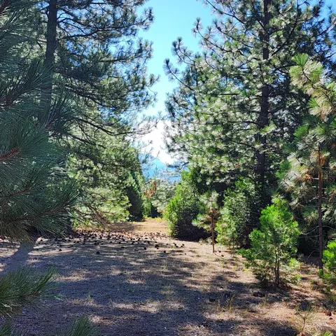 a view of a road with trees in the background