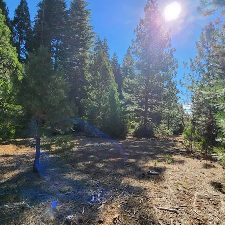 a view of a yard with a tree